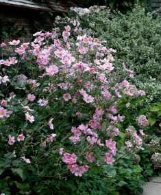 Des images de diff�rentes plantes